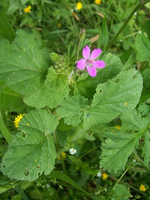Erodium malacoides / Becco di gru malvaceo